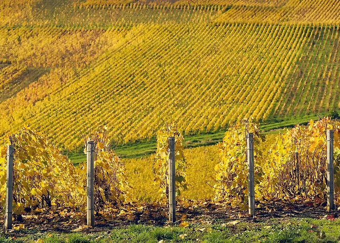 Best Western Le Relais du Vigneron